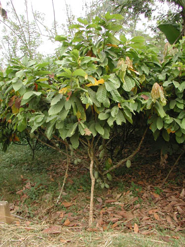 �K�[�i���s